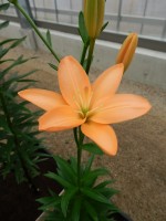 [4090 Orange Cocotte DJ No302.JPG]